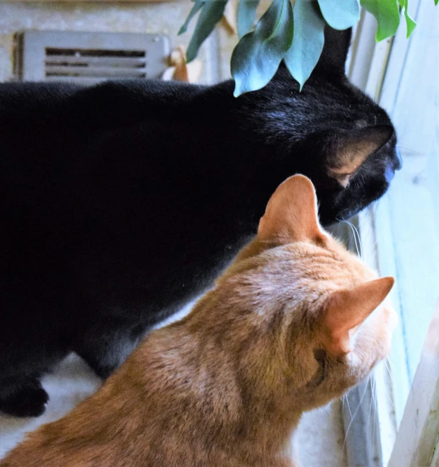 two cats are looking at each other through the window sill