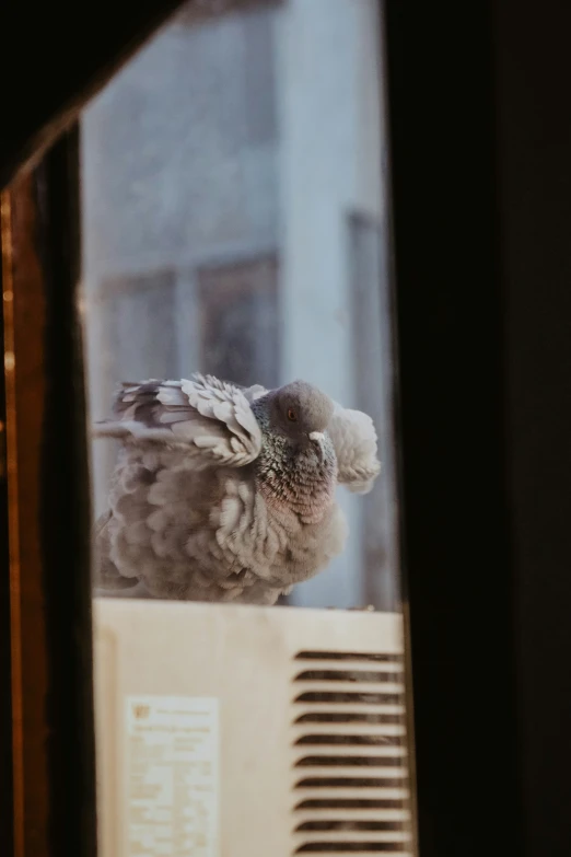 a couple of birds sitting on top of an air conditioner