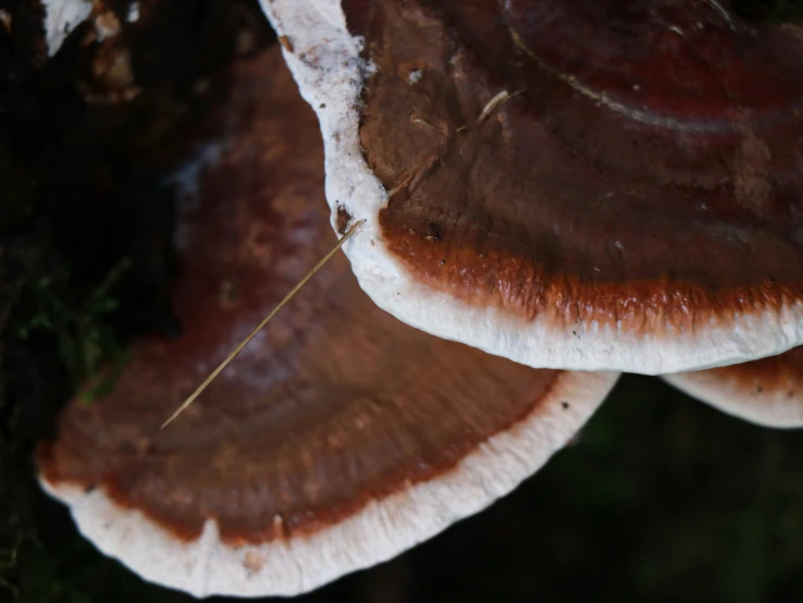 a white mushrooms with brown cap and leaves