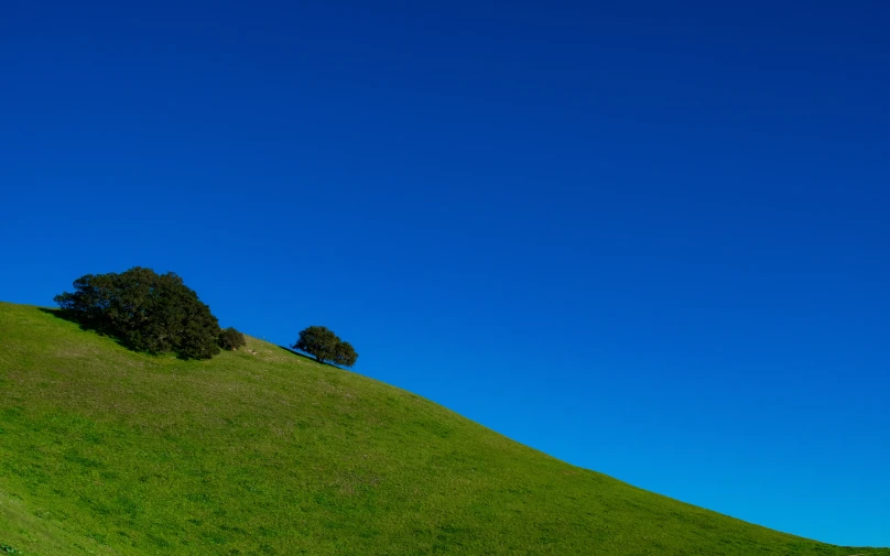 two trees that are on a grassy hill