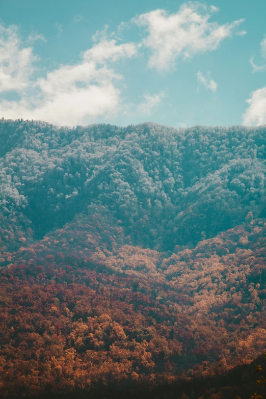 a large forested mountain covered in lots of trees