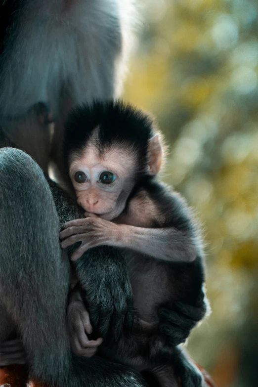 an adult monkey with a baby is on a nch