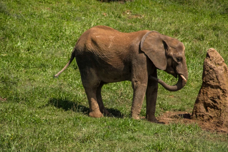 an elephant standing in a grassy field next to a rock