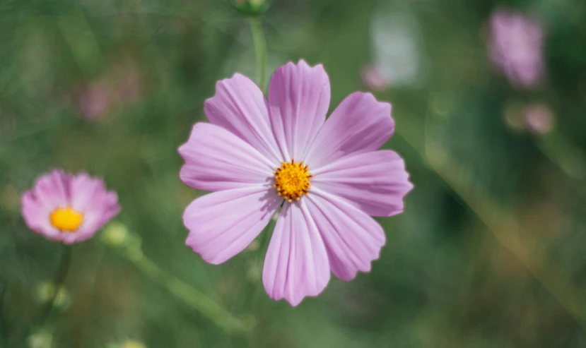 purple flowers with yellow centre and green stem