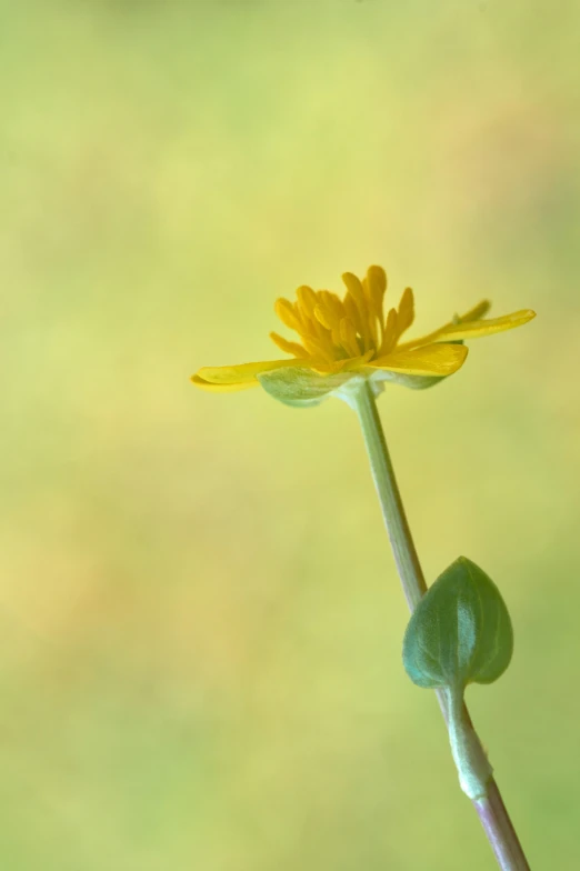 the yellow flower is next to a smaller flower