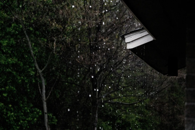 there is rain coming down on a tree nch