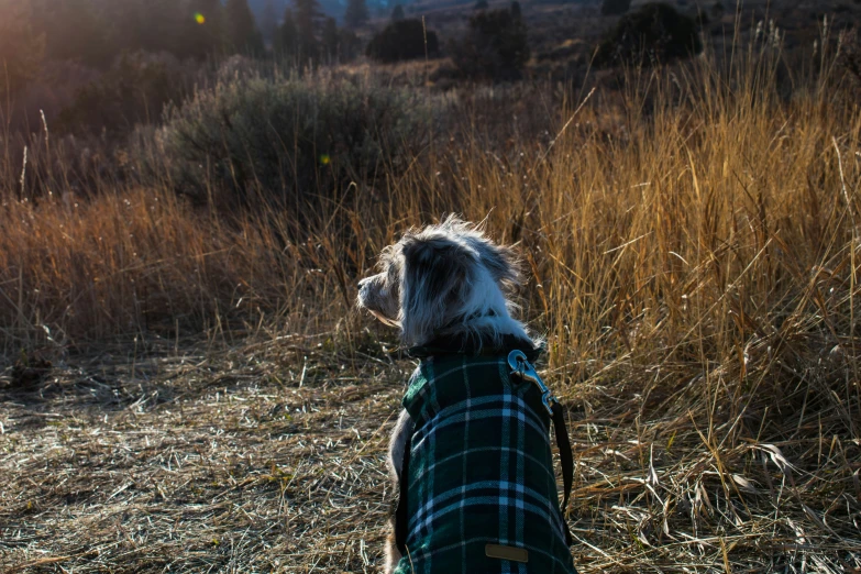 a dog standing in some brown grass and looking away