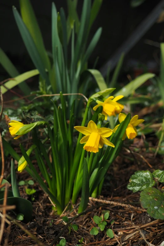 some flowers are growing on the ground next to other plants