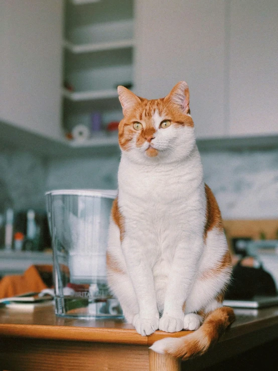 a cat sitting on top of a counter next to a bowl