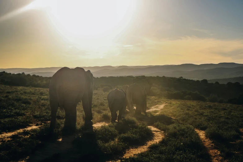 a group of elephants walk across the grass