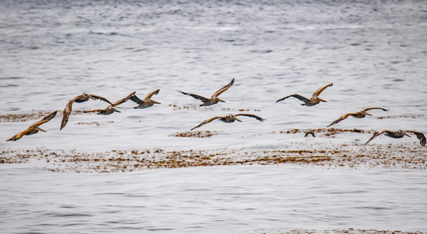 a flock of seagulls flying in the ocean