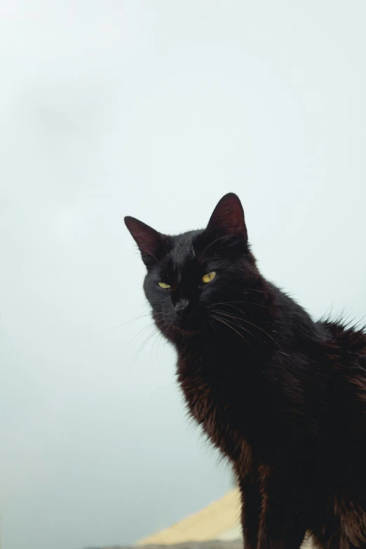 the black cat is standing on top of a hill