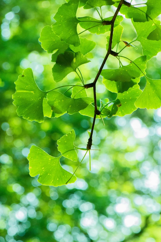 the leaves of a tree against a bright green background