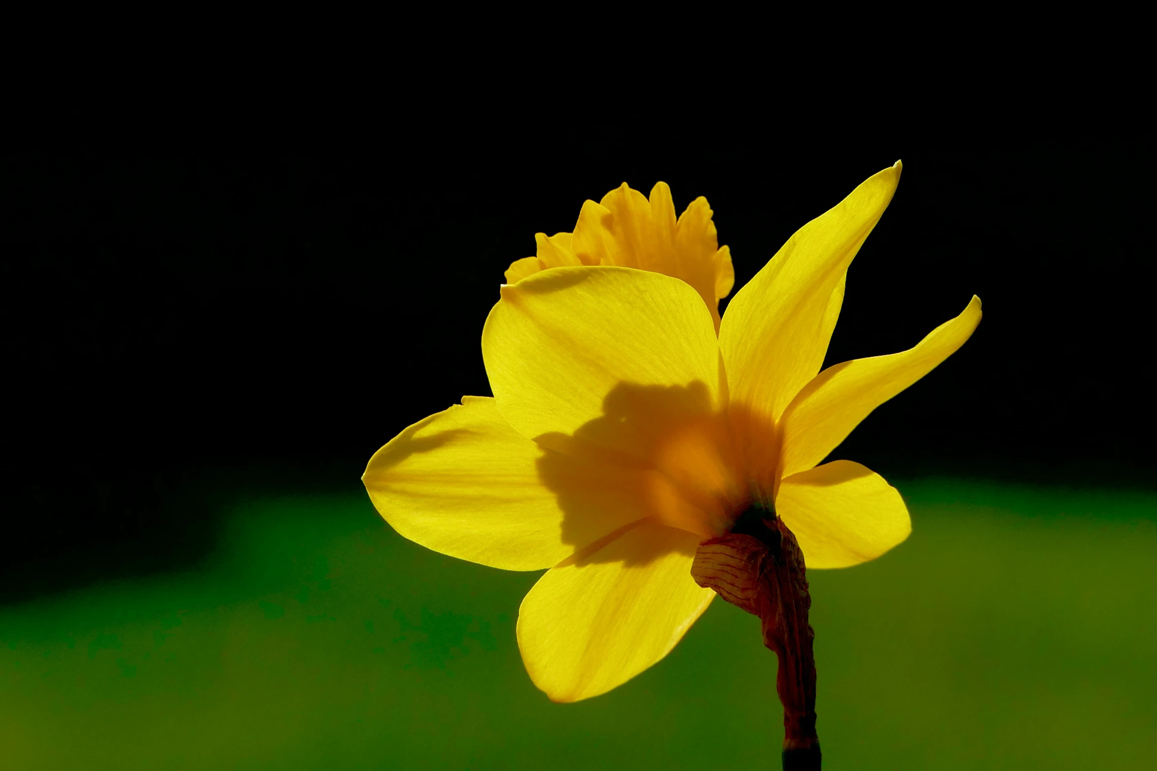 there is a yellow flower that has been opened