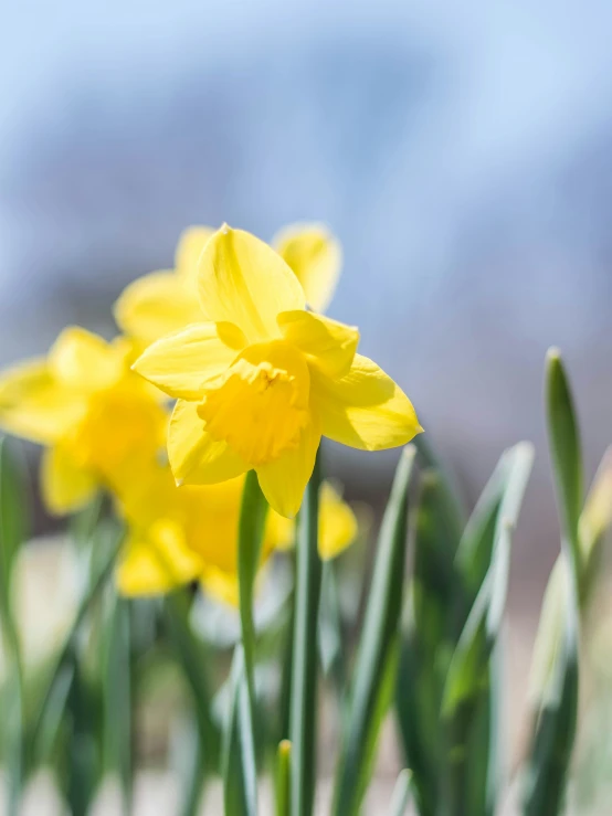 yellow flowers blooming in the sunlight against a blue sky