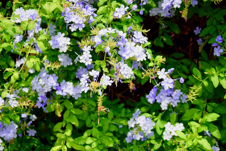 the flowers are purple and green