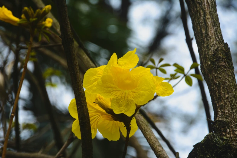 the yellow flower is growing next to the nches