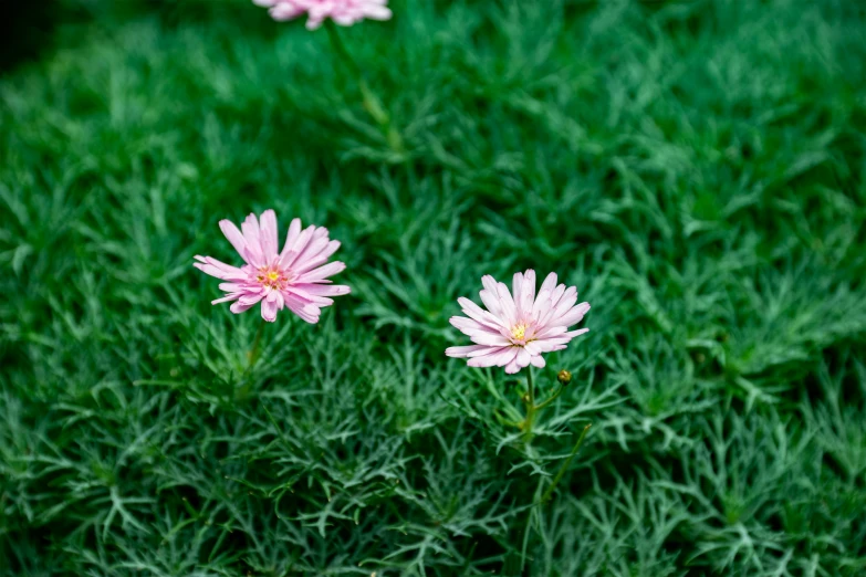 two pink flowers bloom in the grass on a sunny day