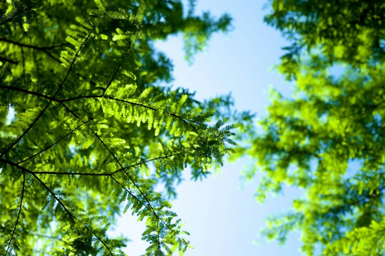 the top portion of green leaves against a blue sky
