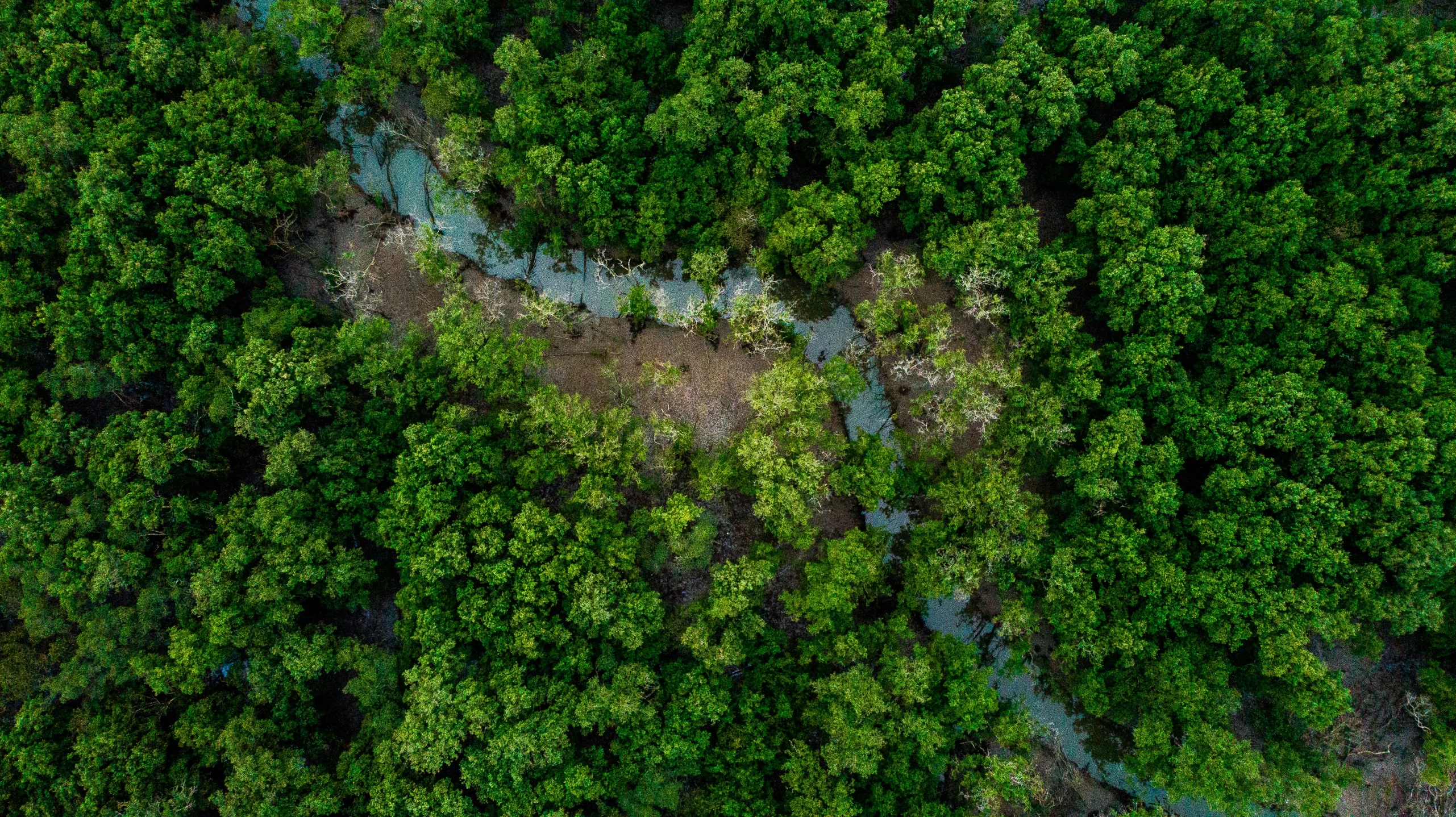 a large tree with a blue road in the middle