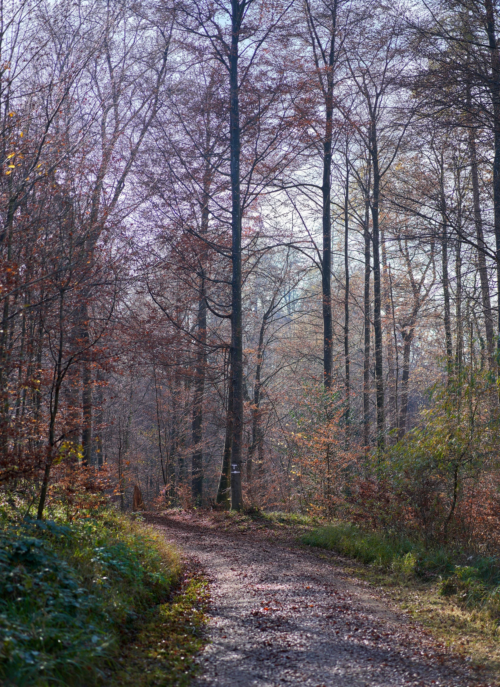 a dirt path through the woods in the rain