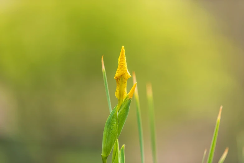 a yellow flower sits in the middle of some green grass