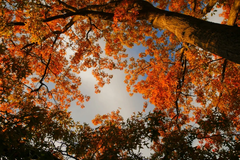 trees with autumn foliage turning to orange and blue