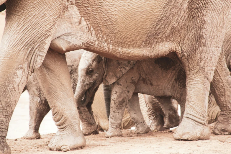 a family of elephants is standing together with their baby