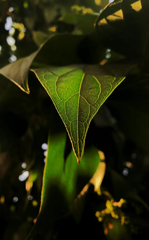 leaves with some sunlight coming from them