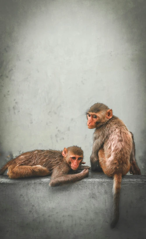 three monkeys that are sitting together on a ledge