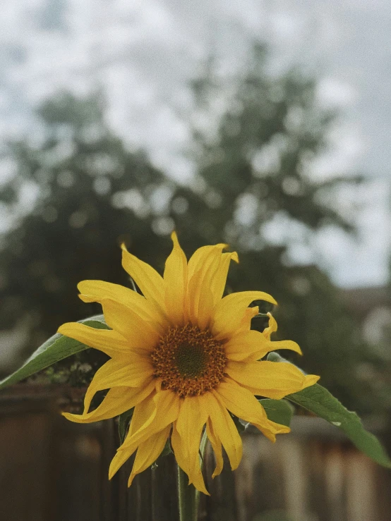 a sunflower sitting on top of a tall green vase