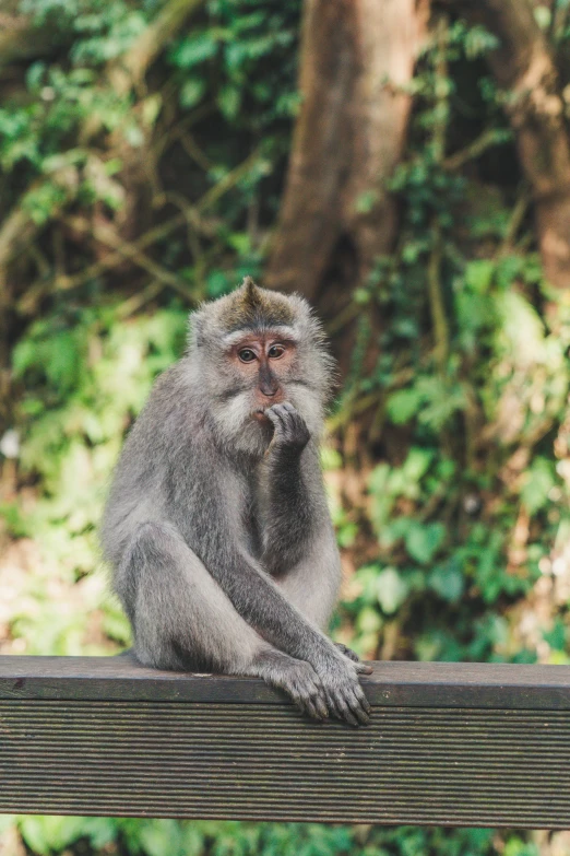 a monkey that is sitting on a bench