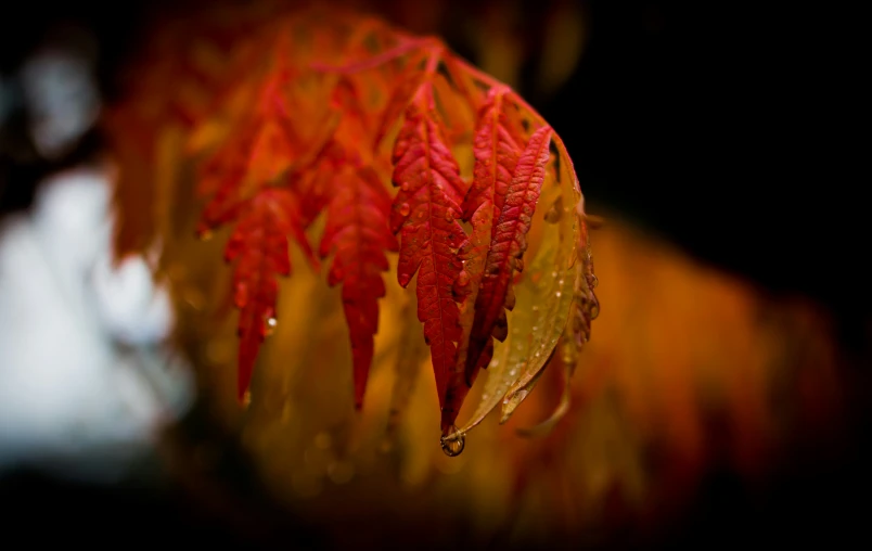 a plant that is outside in the rain