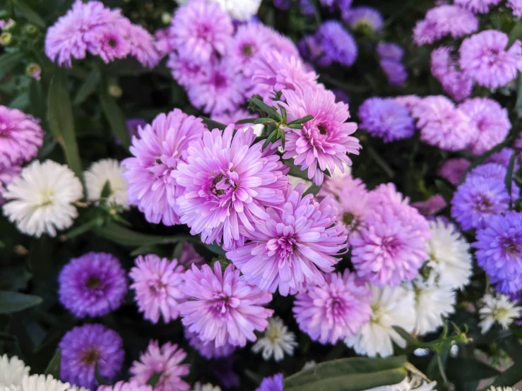 purple and white flowers that are blooming together