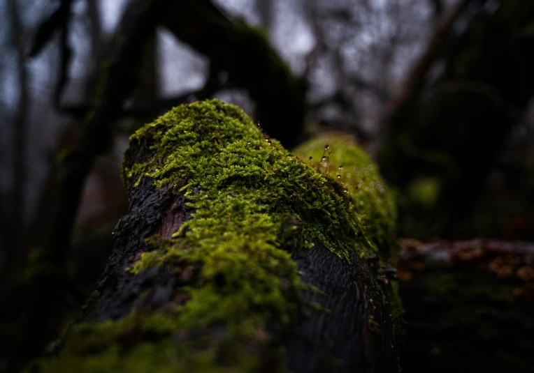 a moss covered tree is in the woods