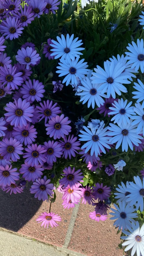 a group of flowers in various colors and sizes