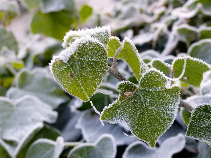 some leaf covered with ice and frost