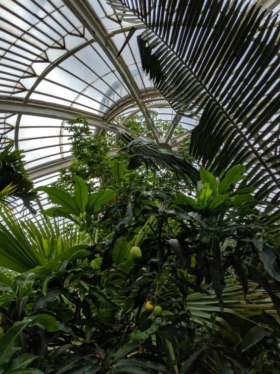 inside a glass roof structure with many vegetation