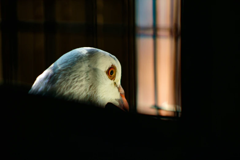 a close up of a bird on a black background