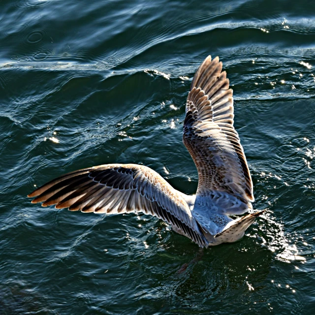 a bird flapping it's wings on the water