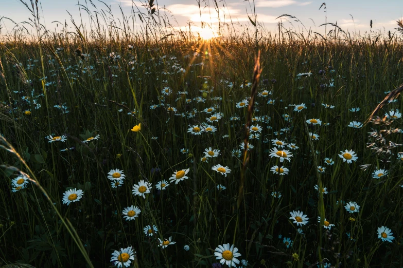 the sun shines in over a field of wild flowers