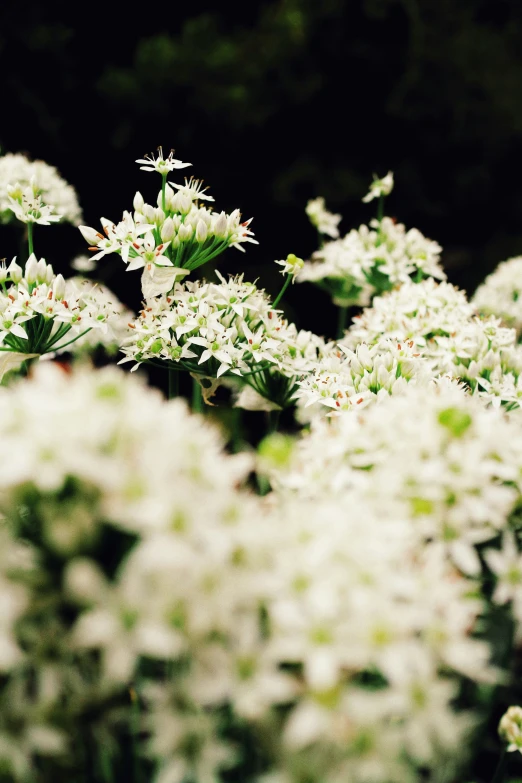 some white flowers are in the middle of green