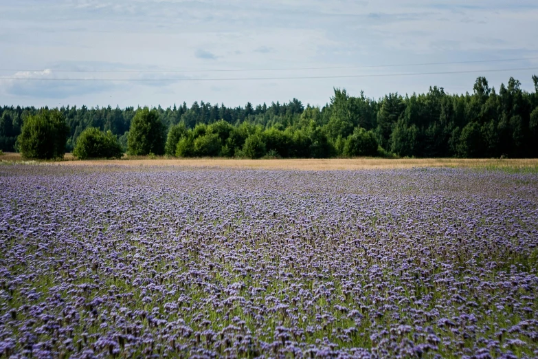 an empty field with purple flowers on the ground