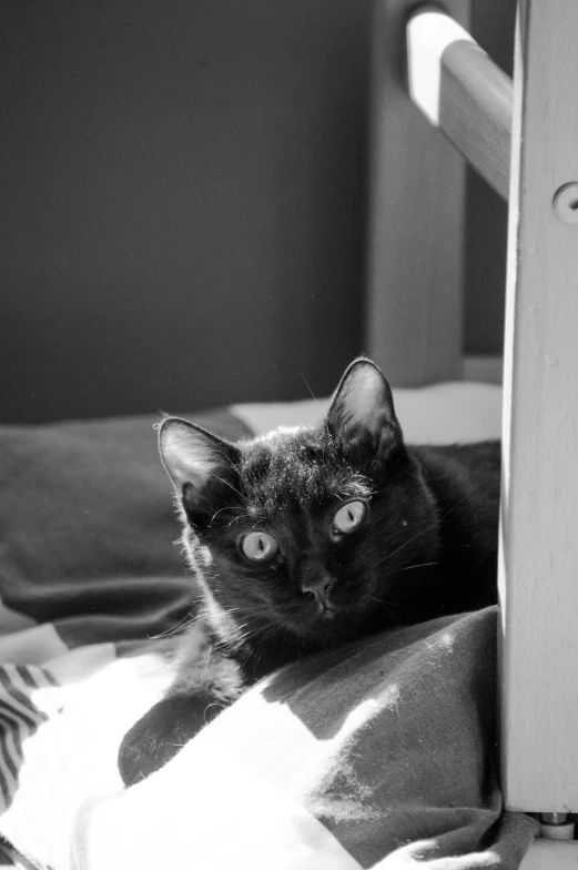 a black cat is lying on a towel by the chair