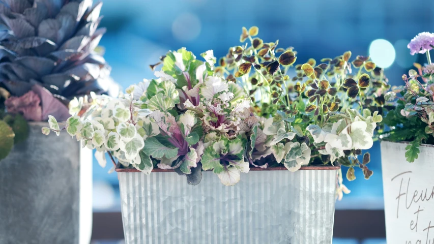 there is a small pot with flowers and plants in it