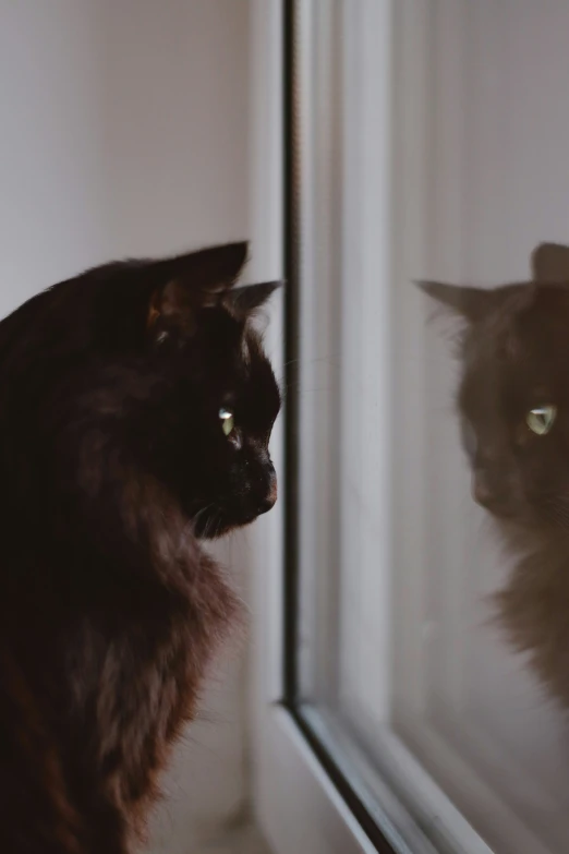 two cats looking at themselves in a mirror