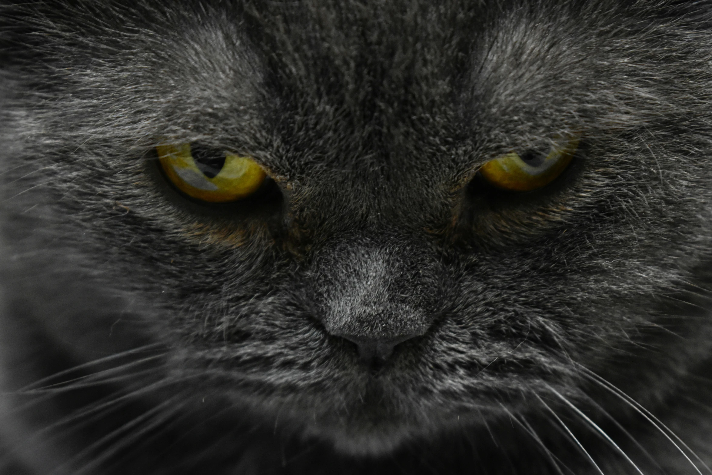 a close up of a black cat's face with a sad look on it's face