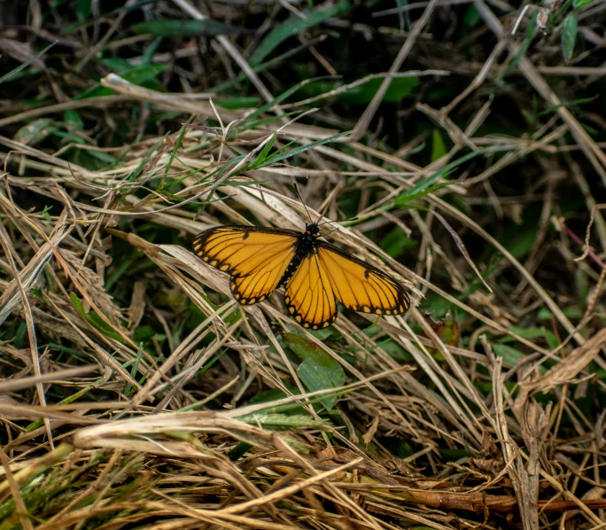 a yellow erfly with a black dot on its back wings