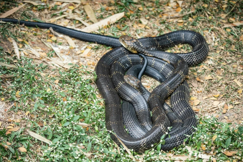 two large snakes on the ground one black and one brown