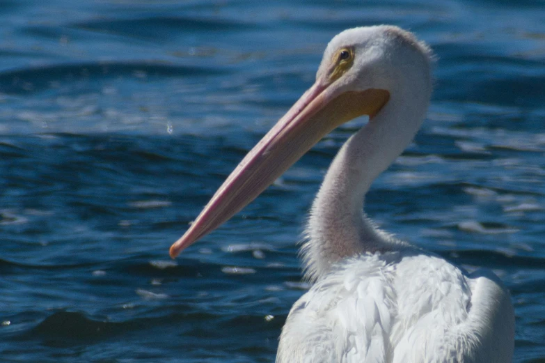 there is a white bird with a long beak on the water